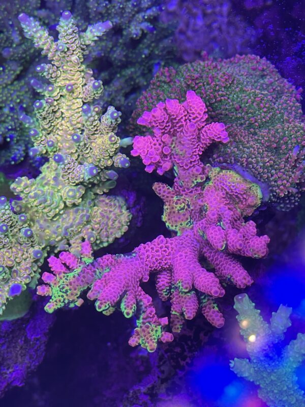 ultra pink acro - Image 2