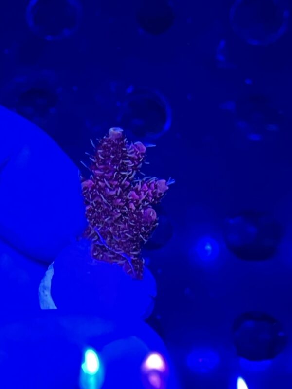 millepora - Image 2