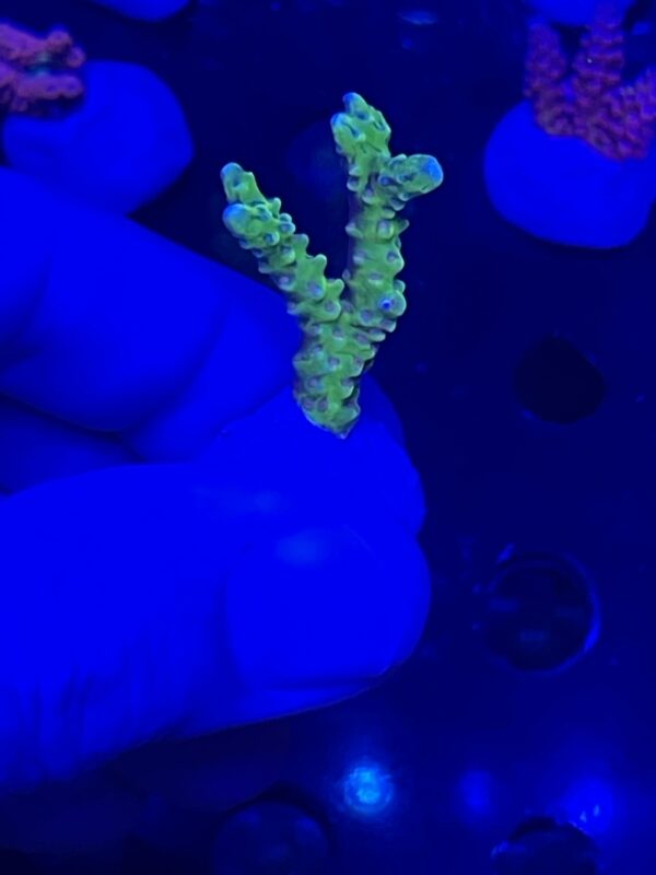 anacropora - Image 2