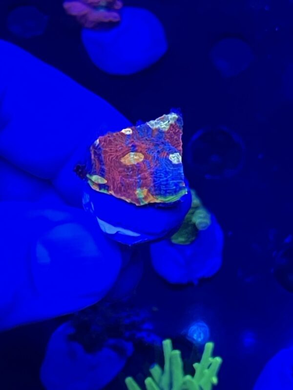 flaming bugatti chalice coral - Image 2