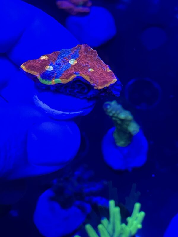 flaming bugatti chalice coral - Image 2