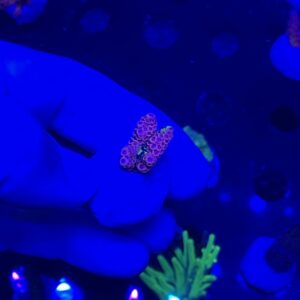 ultra pink acro