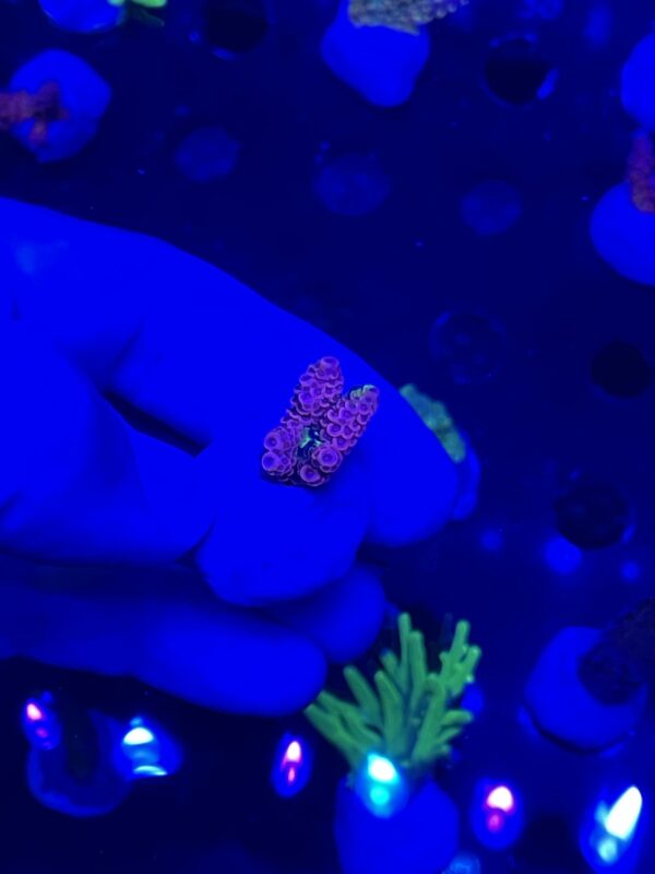 ultra pink acro