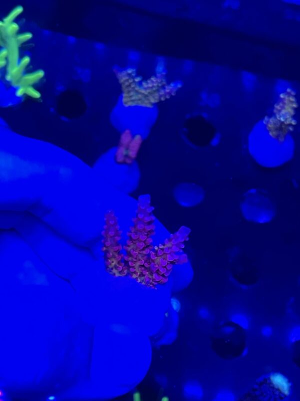 forest fire acro
