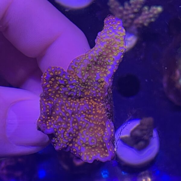 rainbow monti