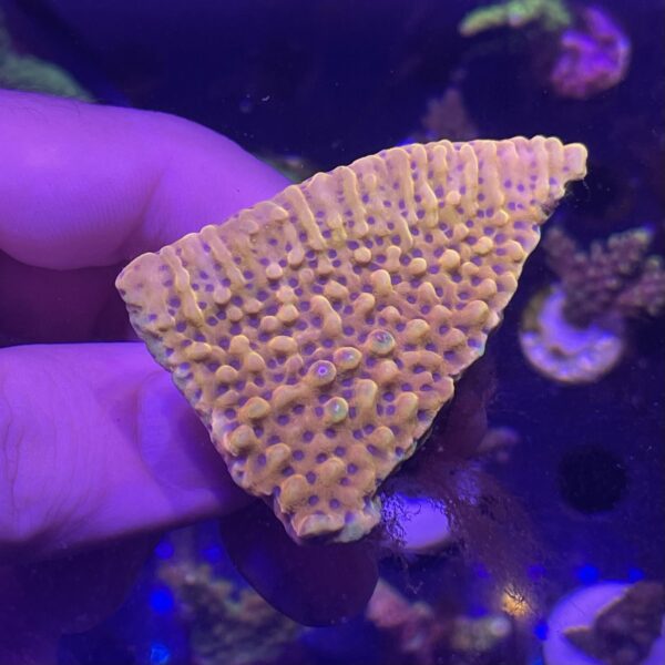 24K monti