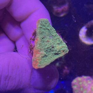 grafted monti cap