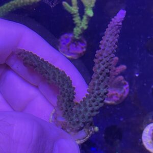 purple staghorn