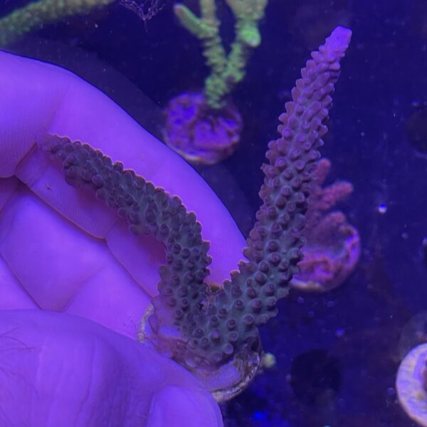 purple staghorn